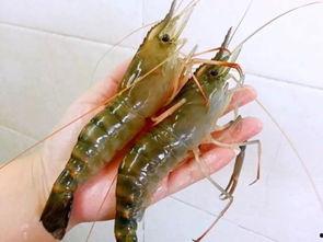 国产对白虾是淡水虾吗